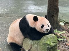 -都江堰中华大熊猫苑