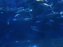 -海合安武汉极地海洋公园