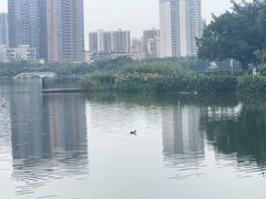 -飞来湖湿地公园