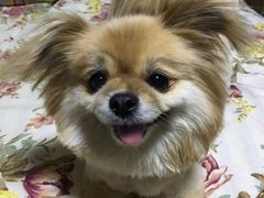 -中农大我爱我爱24h动物医院·中医针灸·猫专科·骨科医疗中心(双井店)