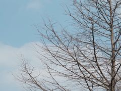 -迪士尼小镇