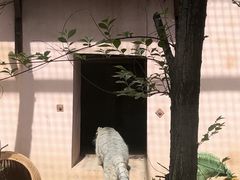 -青藏高原野生动物园