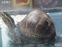 老街商户-淡水老街