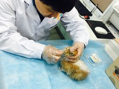 -纳吉亚猫专科动物诊疗中心(蒋宅口分院)