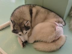 -怪兽屋·羊驼·猫咖·狗咖(俊华广场店)