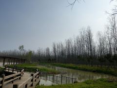 -合肥滨湖国家森林公园