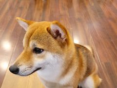 -柯斗斗主题餐厅·狗咖·围炉煮茶·茶饮(国瑞升平里店)