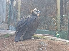 -西霞口神雕山野生动物世界