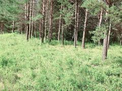 -塞罕坝国家级自然保护区