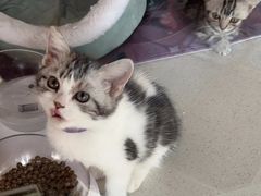 -糯米喵星人总部直营旗舰店·猫舍·幼猫出售