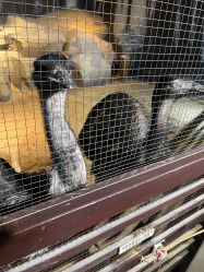 -酷嗒动物文化乐园(cutezoo西溪乐天城店)