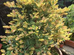 -桂林市花鸟市场