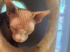 -藏猫猫咖啡主题馆(中央大道店)