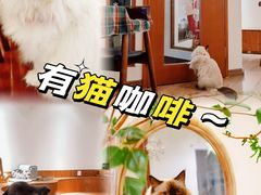 -有猫主题·治愈系猫咖(曾厝垵店)