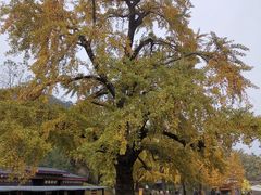-千年银杏谷文化旅游区