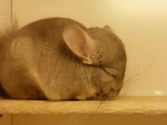 -龙猫仔乐园(惠福东路店)