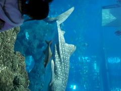 android_upload_pic-成都浩海立方海洋公园