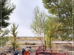 -金塔沙漠胡杨林景区