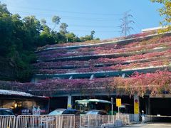 -深圳仙湖植物园