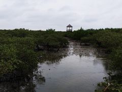 -北海金海湾红树林生态旅游区