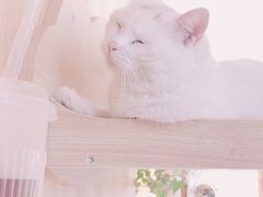 -猫的茶·猫咖