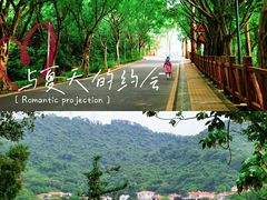 -银湖山郊野公园-相思林