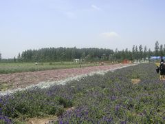 景点-北京东方普罗旺斯薰衣草庄园