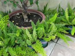 -国家植物园南园