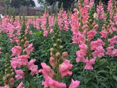 -天适樱花悠乐园