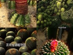-深圳仙湖植物园