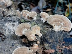 -南宁良凤江国家森林公园