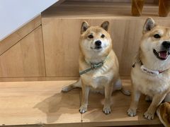 -是阿柴呀！柴犬咖啡·爱喵喵猫咖