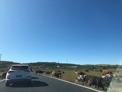 -塞罕坝国家级自然保护区