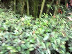 -石羊农庄