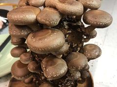 -椰子营·椰子鸡火锅(万象里店)