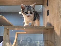 -BABIT巴比特宠物(MOMOPARK店)