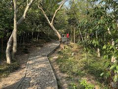 -上海佘山国家森林公园天马山园