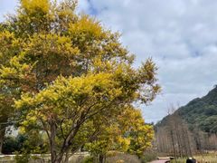 -广州市石门国家森林公园