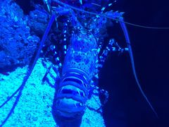 -迪拜水族馆及水下动物园