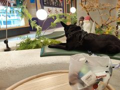 -帕帕拉兹宠物(亚洲旗舰店)