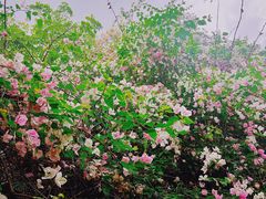 -深圳国际园林花卉博览园