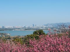 -香雪海