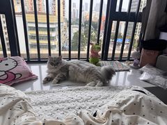 -瑞鹏宠物医院·骨科·猫科·内科(第一中心)