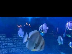 -烟台海昌鲸鲨海洋公园