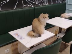 -安格丽娜·狗咖·猫咖羊驼咖(春熙路百盛商场店)