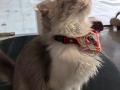 -瞄一喵猫咖(格力海岸店)