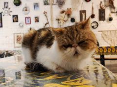 -平行世界·猫咖(首经贸店)