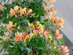 -双季花艺园艺市场(浦东店)