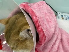-达爱动物医院·犬猫分区·CT·复杂眼科(远洋山水分院)