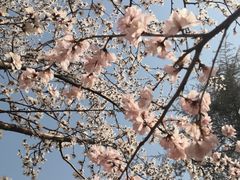 -桃花堤公园
